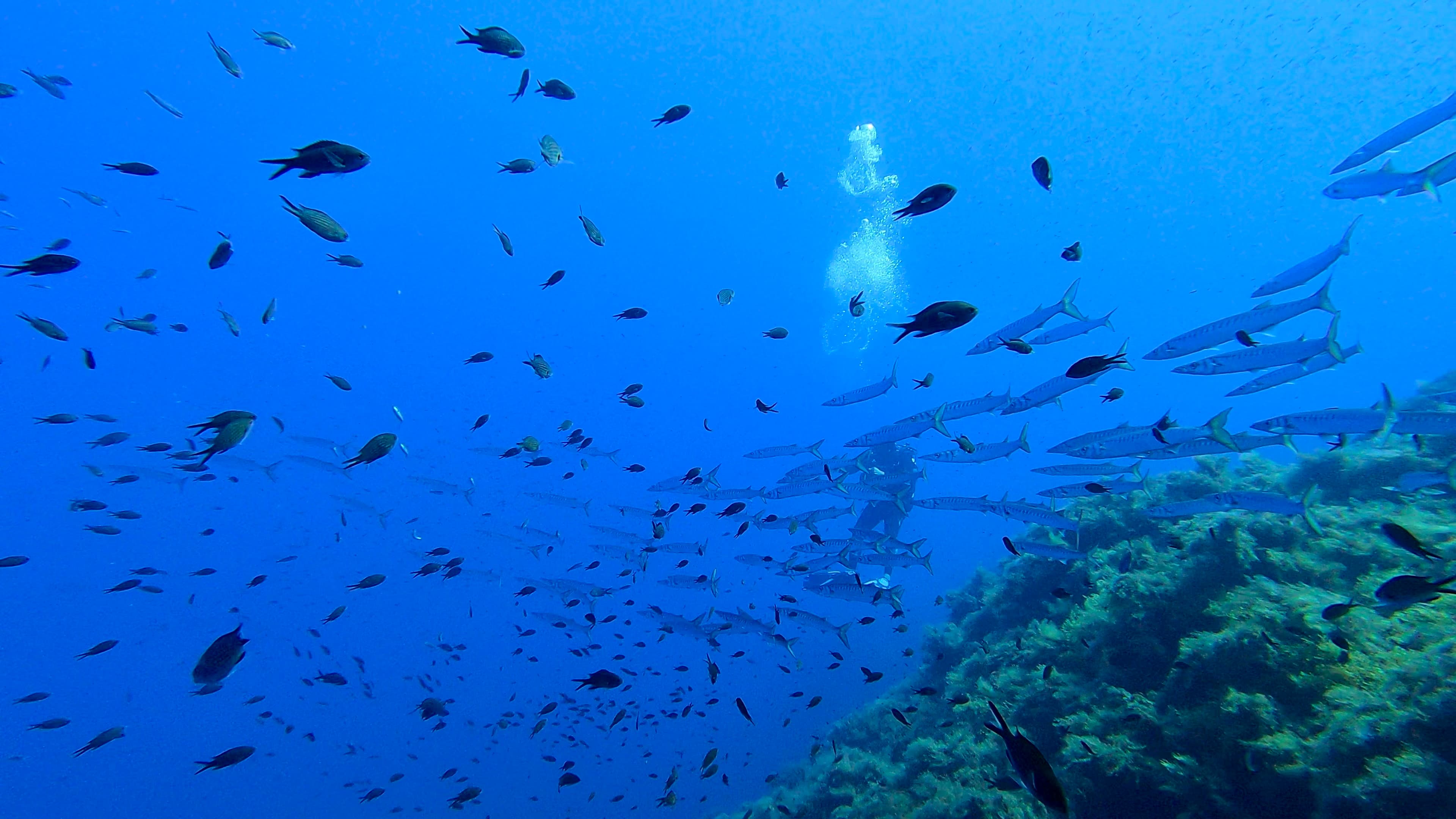 Elba diving experience 2