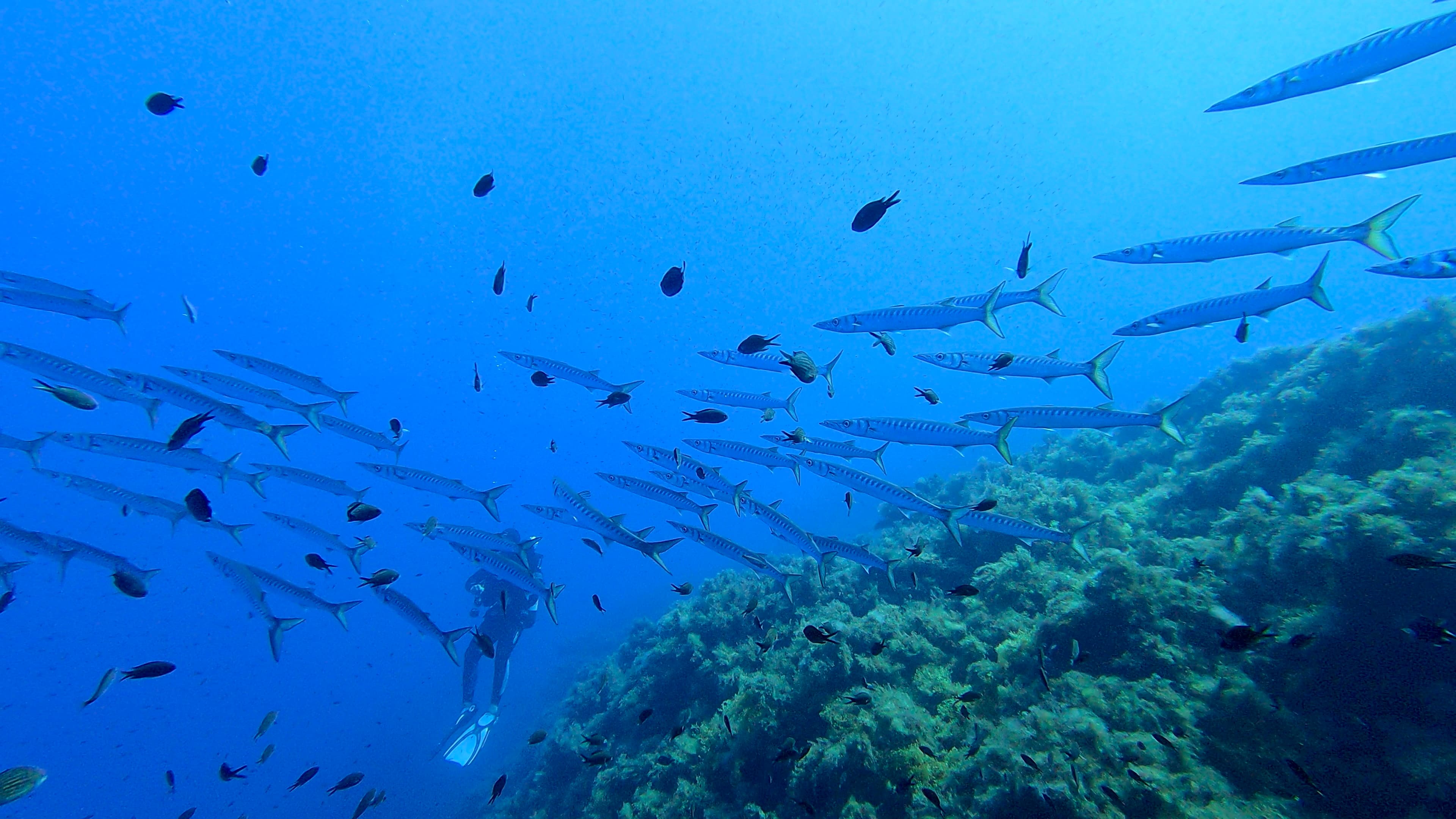 Elba diving experience 4