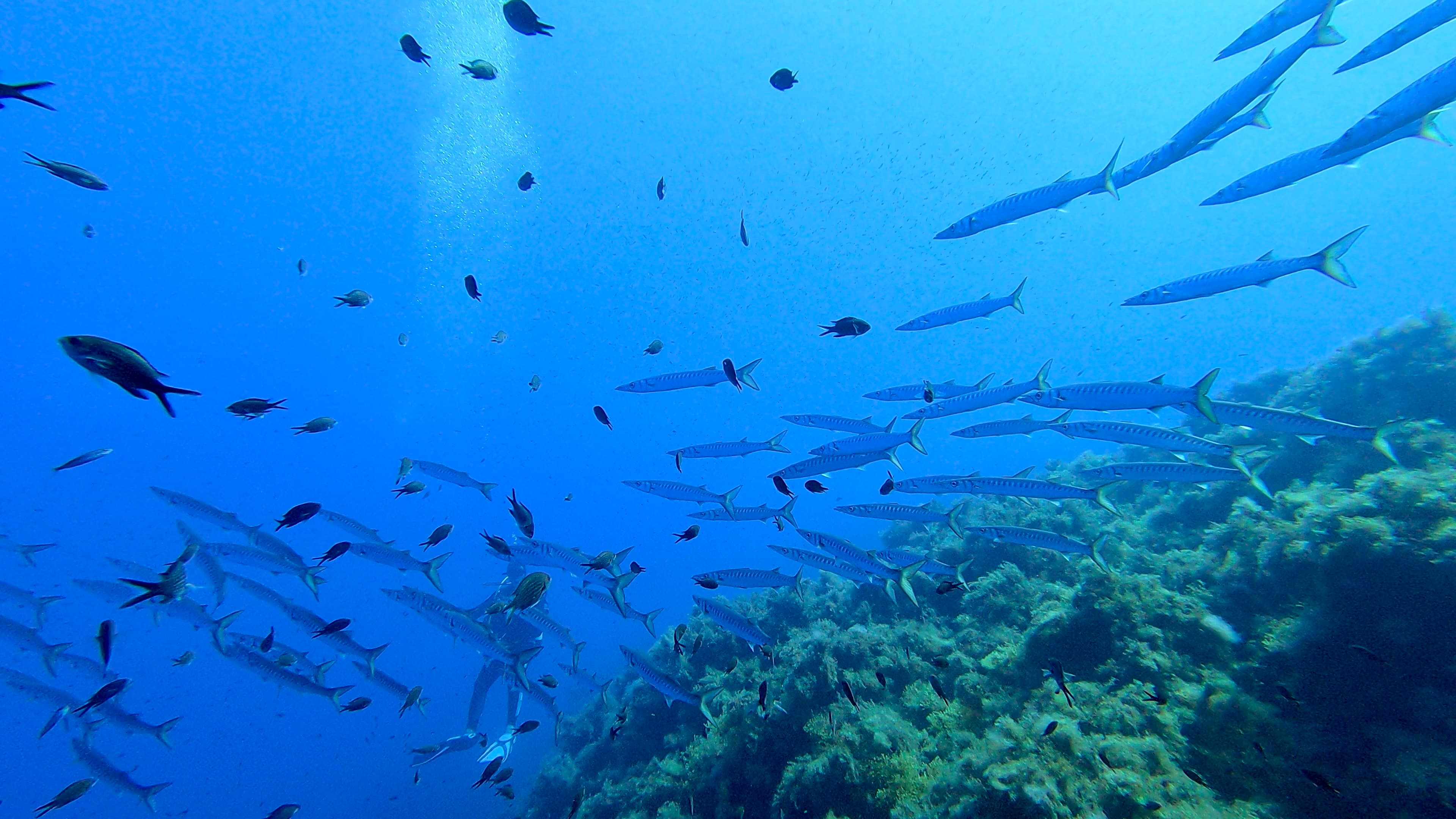 Elba diving experience 5