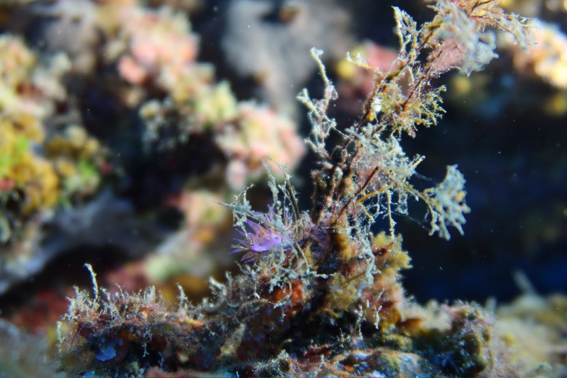 Immersione di gruppo