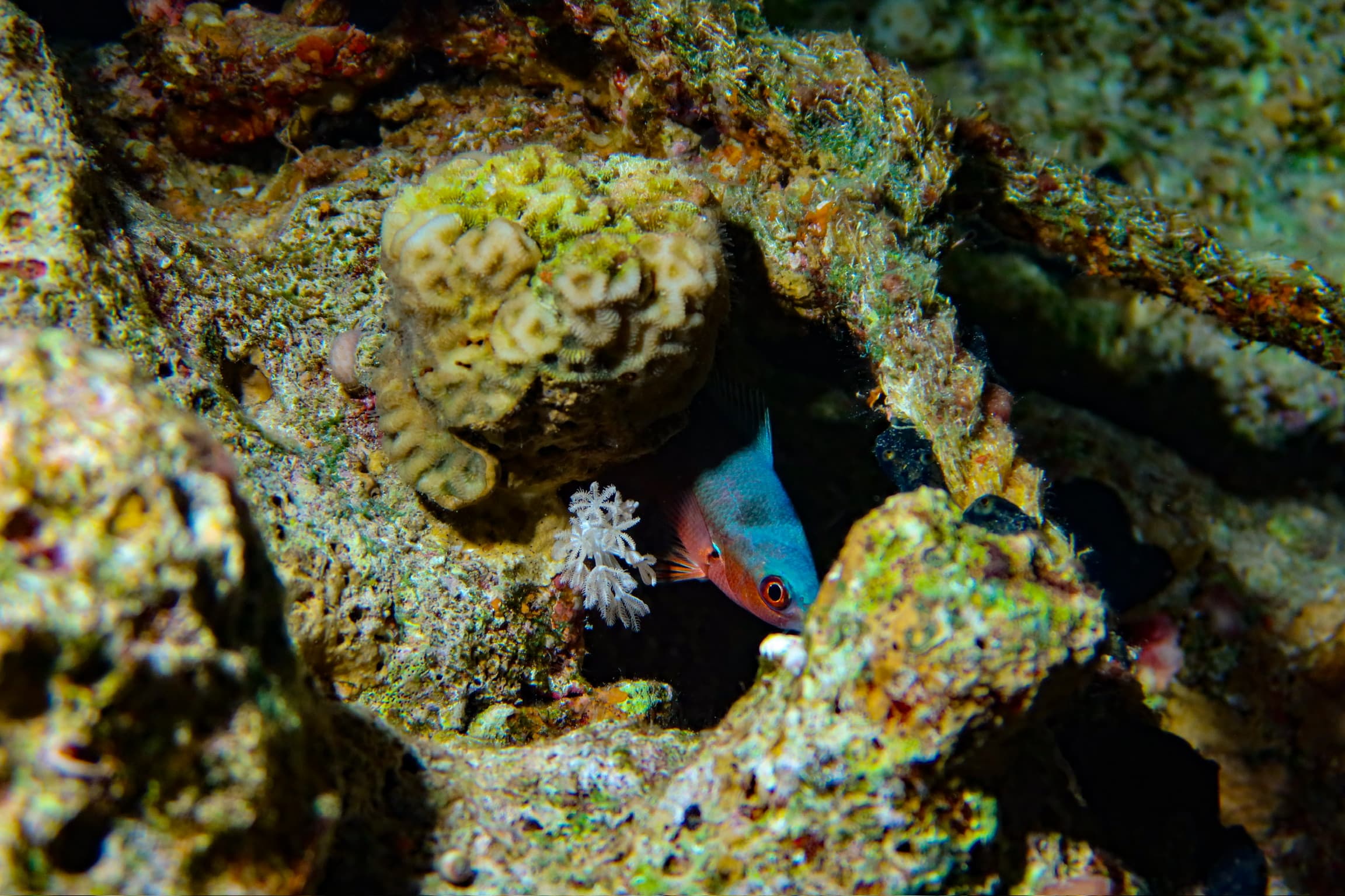 Bleen diving experience