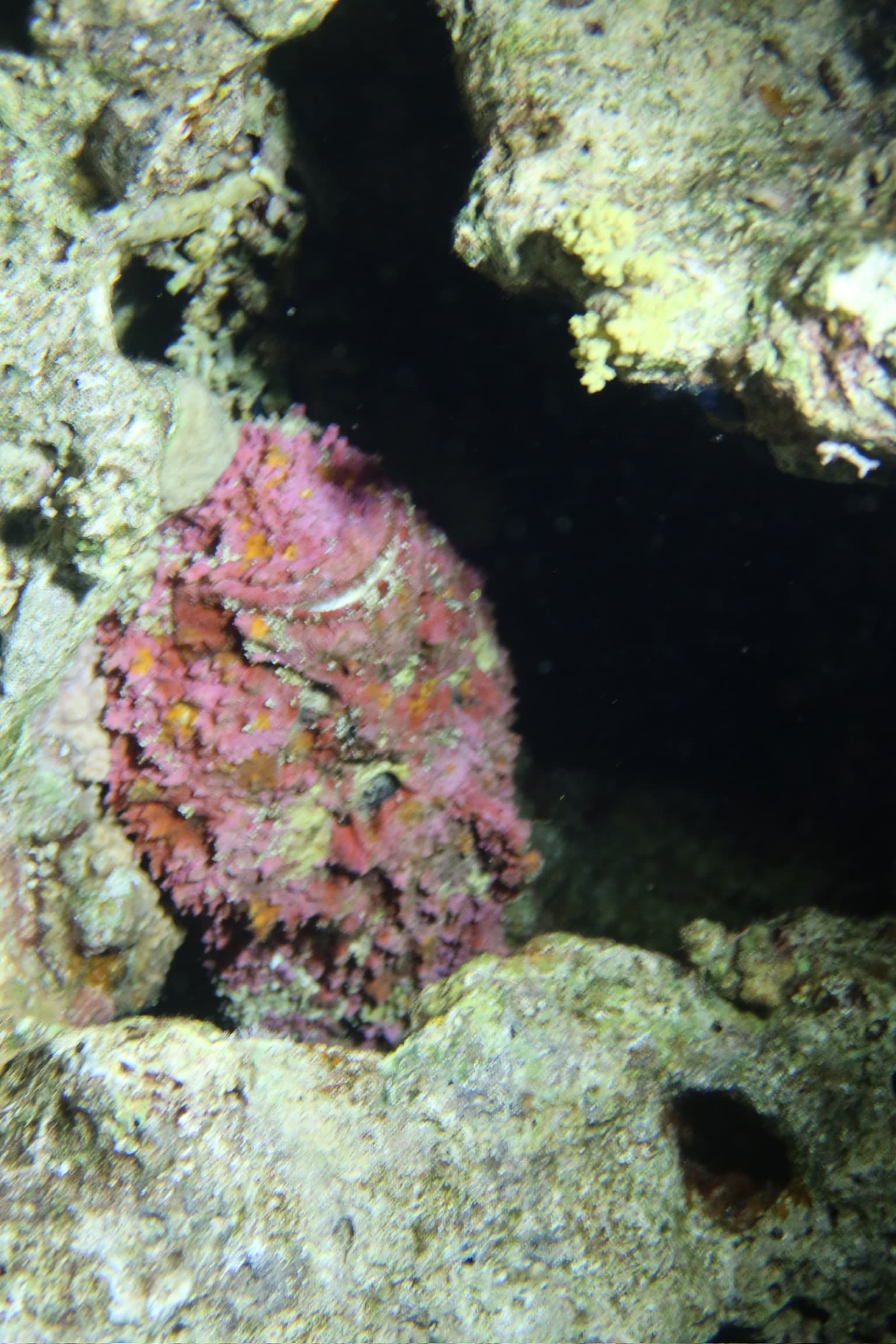 Sott'acqua con Bleen