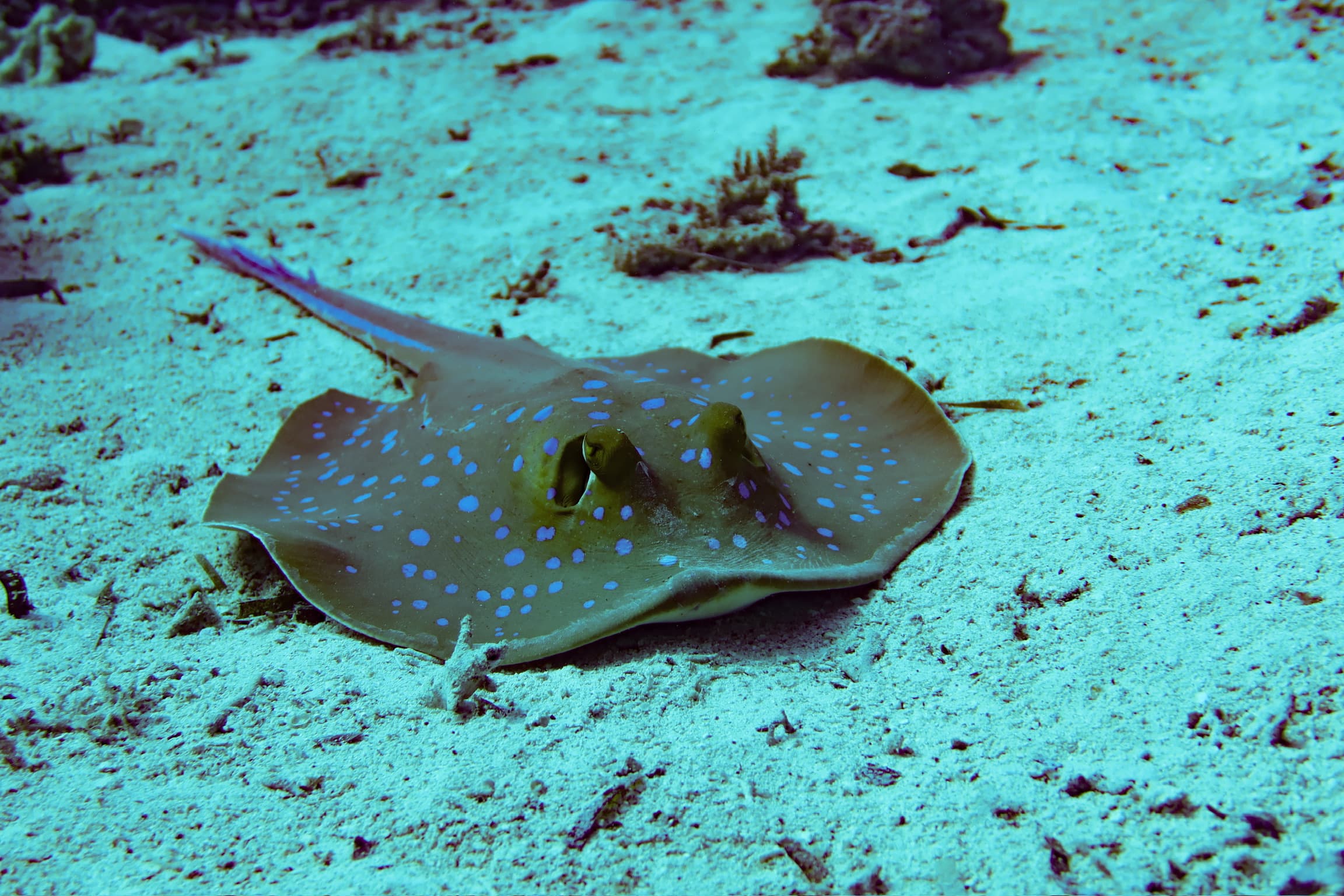 Gruppo dopo l'immersione